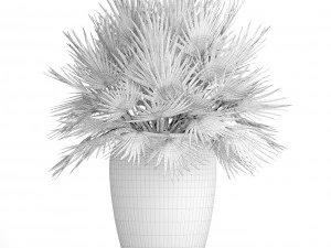 chamaerops palm 3D Model