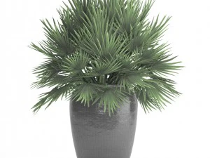 chamaerops palm 3D Model
