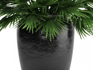 chamaerops palm 3D Model