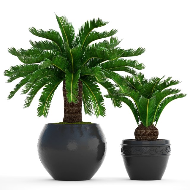 cycas palm tree Model 3D .c4d .max .obj .3ds .fbx .stl .blend 