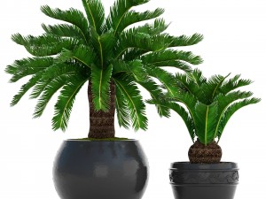 cycas palm tree 3D Model
