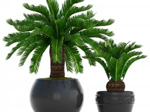 цикасова пальма 3D Модель