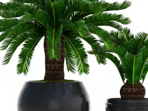 cycas palm tree 3D Model