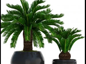 cycas palm tree 3D Model