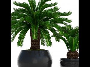 cycas palm tree Model 3D
