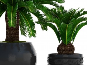 cycas palm tree Model 3D