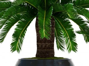 cycas palm tree 3D Model