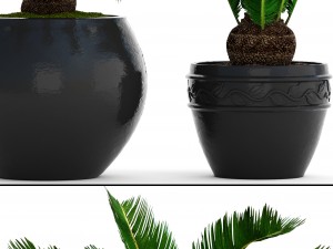 cycas palm tree Model 3D