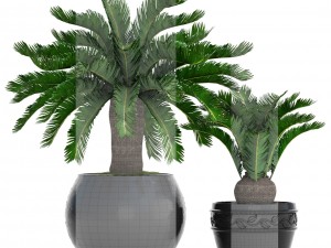 cycas palm tree Model 3D
