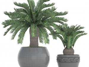 cycas palm tree 3D Model