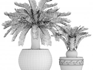 cycas palm tree 3D Model