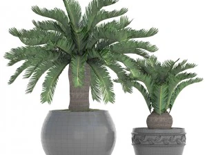 cycas palm tree 3D Model