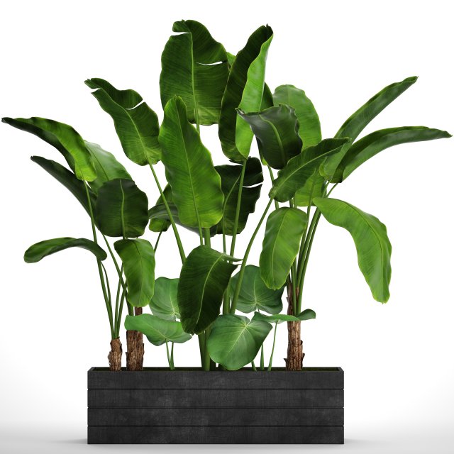 banana tree set Model 3D .c4d .max .obj .3ds .fbx .stl .blend 