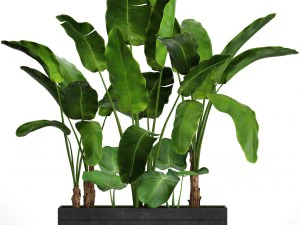 conjunto de bananeira Modelo 3D