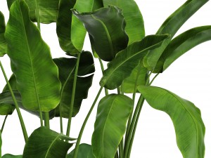 banana tree set Model 3D