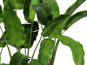 banana tree set 3D Model