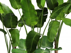 banana tree set Model 3D