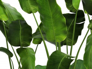 banana tree set Model 3D