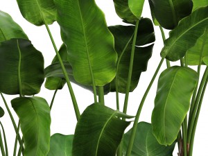 banana tree set Model 3D