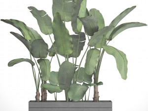 banana tree set Model 3D
