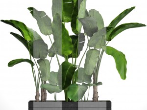 banana tree set Model 3D
