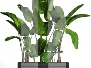 banana tree set 3D Model