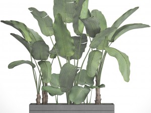banana tree set Model 3D