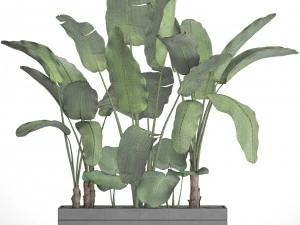 banana tree set 3D Model