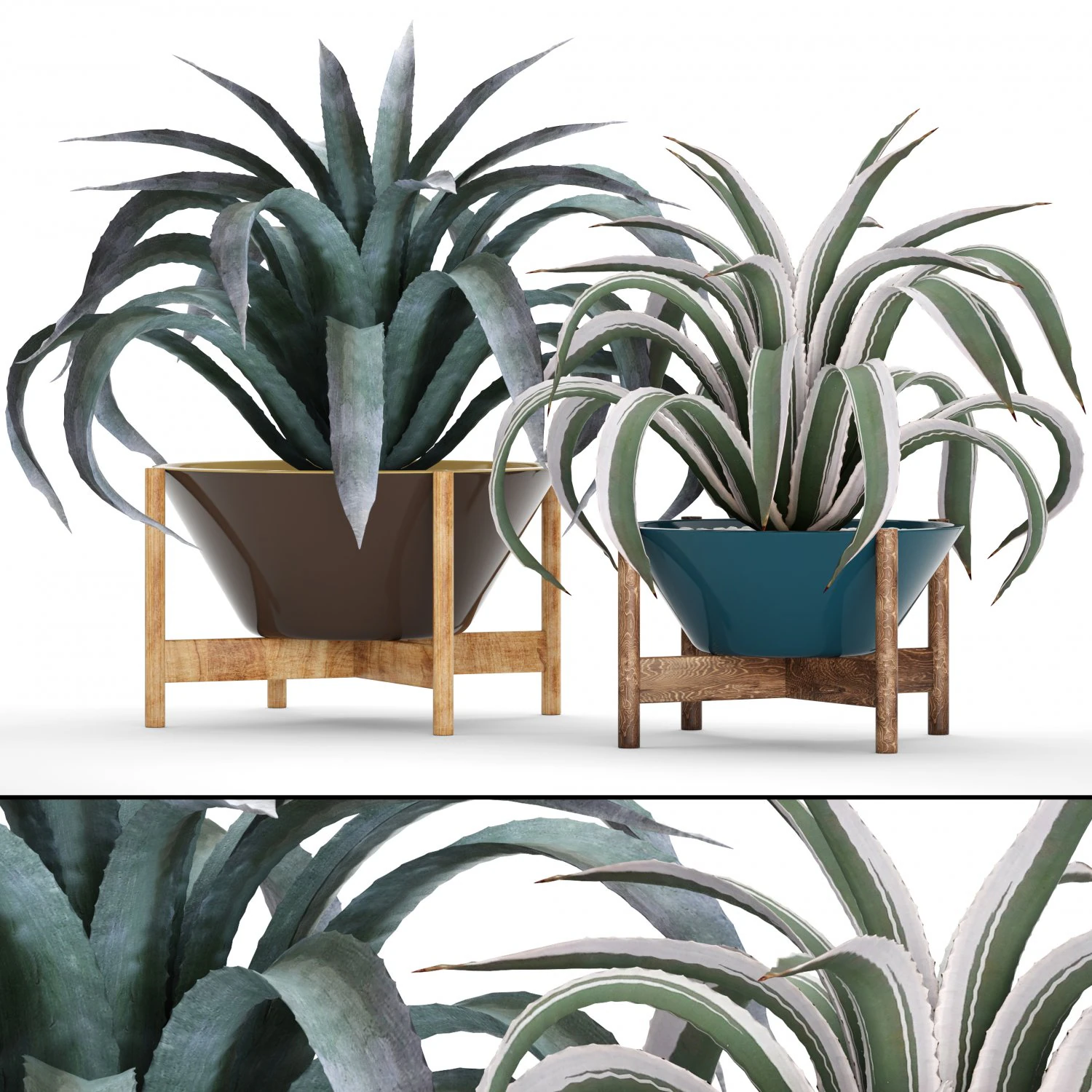agave collection 3D Model .c4d .max .obj .3ds .fbx .stl .blend