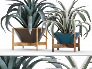 agave collection 3D Model