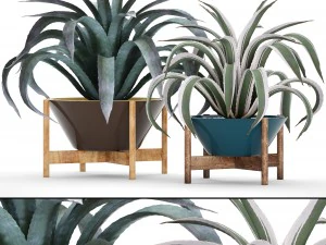 колекція агави 3D Модель