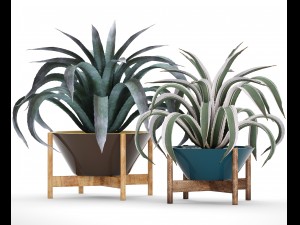 agave collection 3D Model