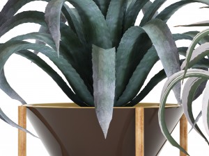 agave collection 3D Model
