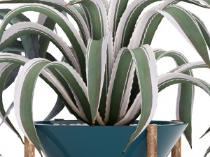 agave collection 3D Model