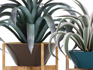 agave collection 3D Model