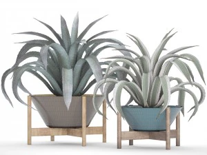agave collection 3D Model