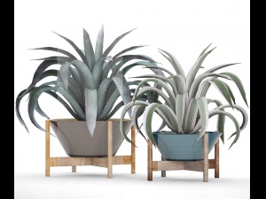 agave collection 3D Model
