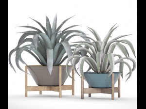 agave collection 3D Model