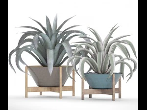 agave collection 3D Model
