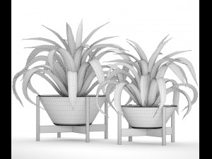 agave collection 3D Model