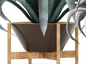 agave collection 3D Model