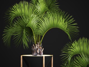 butia capitata palm 3D 모델