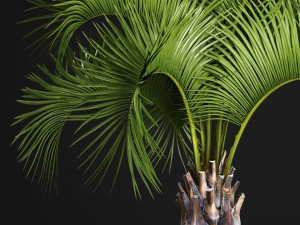 butia capitata palm 3D 모델