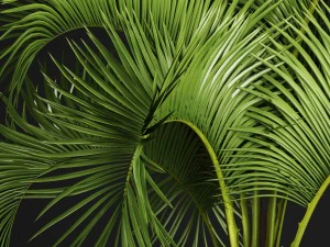 butia capitata palm 3D Model