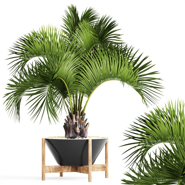 butia capitata palm 3D 모델 .c4d .max .obj .3ds .fbx .stl .blend