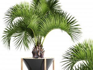 butia capitata palm 3D Model