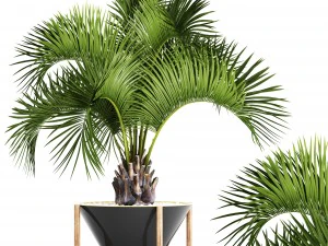 palmeira butia capitata Modelo 3D