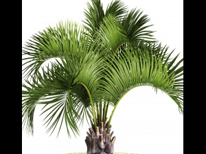 butia capitata palm 3D 모델