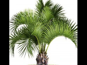 butia capitata palm 3D Model