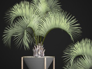 butia capitata palm 3D 모델
